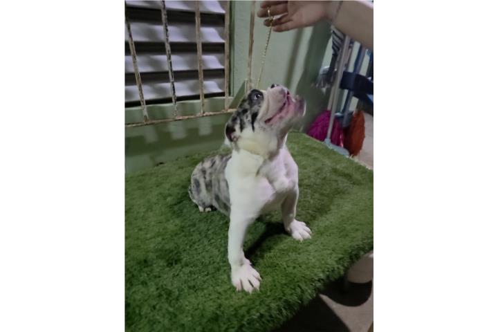 English Bulldog papeles de pureza  Puerto Rico