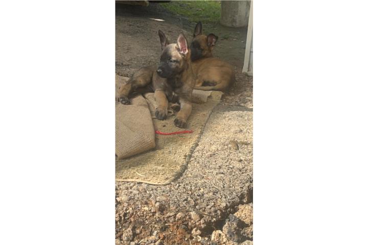 Pastores belga malinois  Puerto Rico