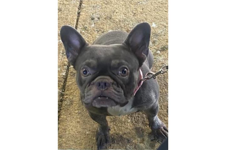 French bull dog lilac blue  Puerto Rico
