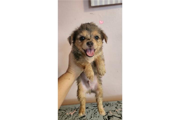 Chihuahua merle macho peludo Puerto Rico