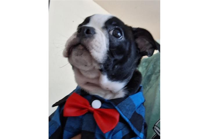 Hermosos Boston Terrier  Puerto Rico