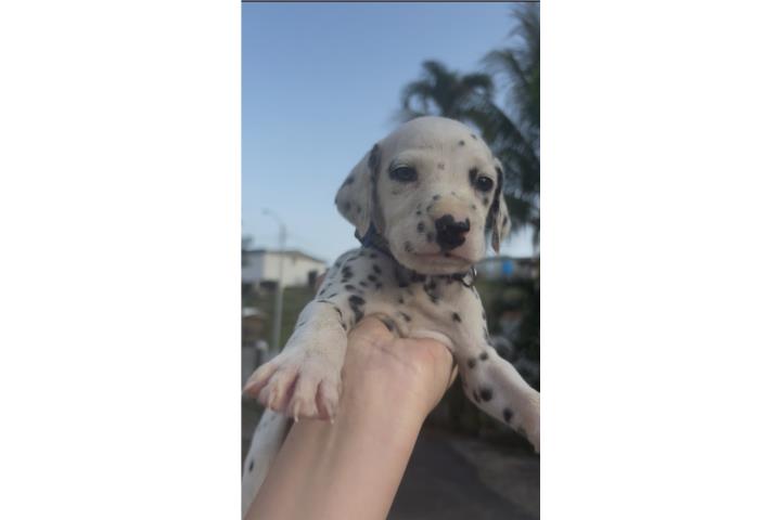 Cachorros Dálmatas  Puerto Rico