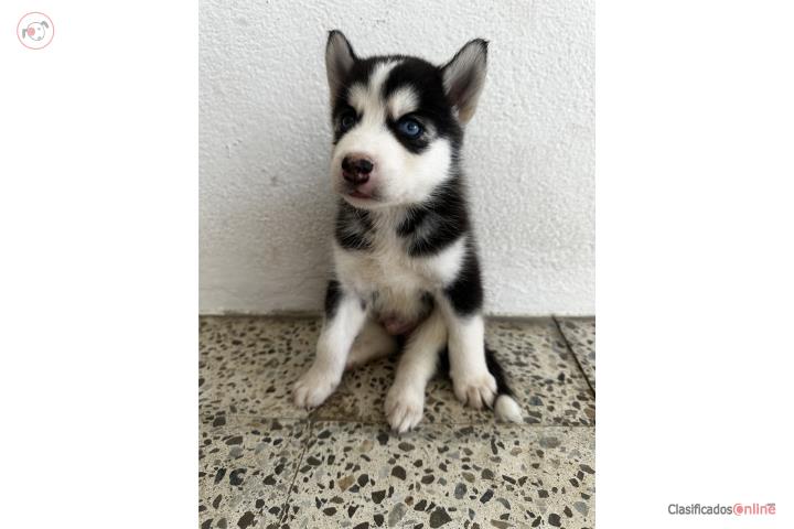 HUSKYS  Puerto Rico