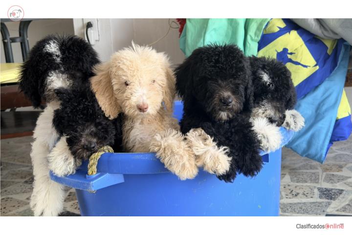 Poodles Standards Puerto Rico