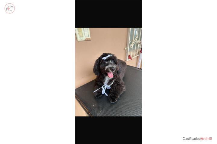 Bellos Doddles para la venta Puerto Rico