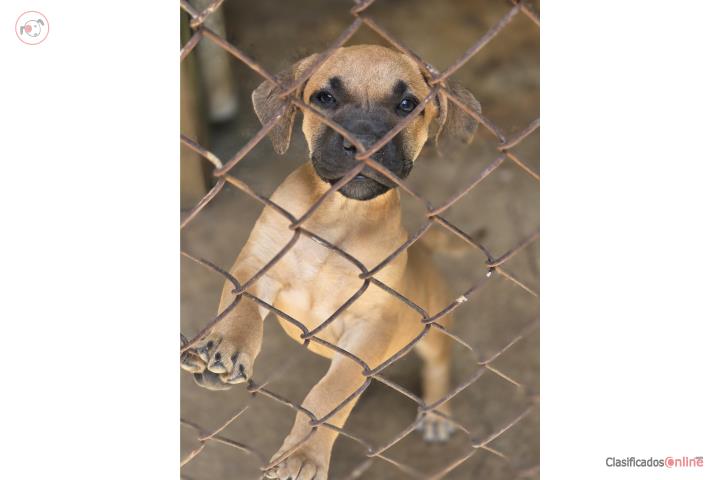 Presa canario nacieron el 21 de marzo  Puerto Rico