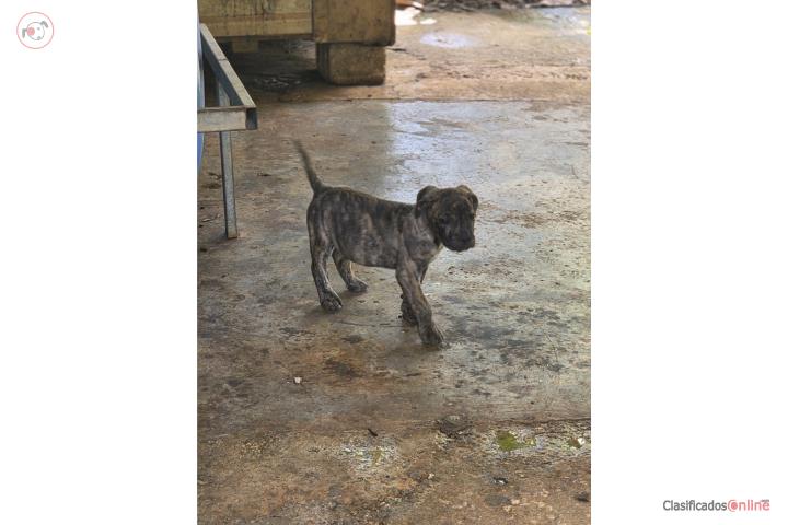 Presa canario nacieron el 21 de marzo  Puerto Rico