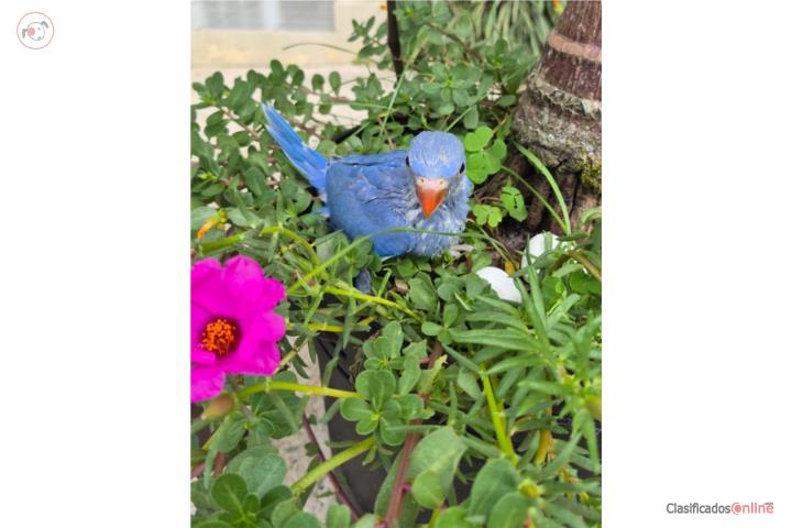 Ringneck  Puerto Rico