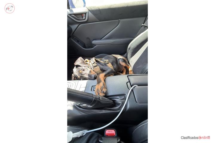 Doberman Big Bone Puerto Rico