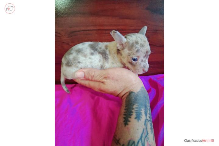 Chihuahua toy nene merle  Puerto Rico