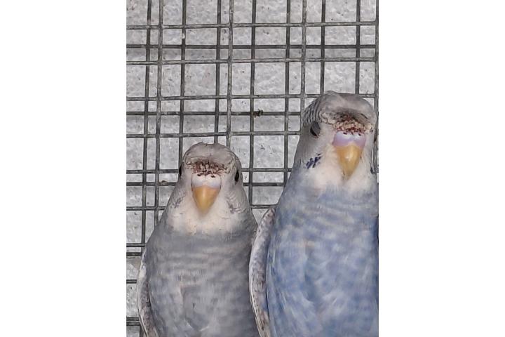 Pareja Periquitos Moñus Puerto Rico