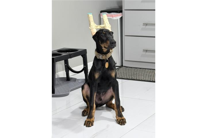 Doberman Big bone macho Puerto Rico