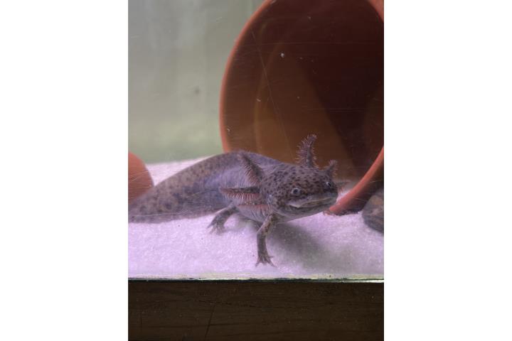 Axolotl  Puerto Rico