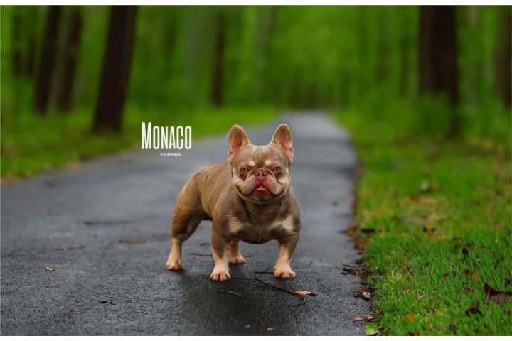 French Bulldog Macho Adulto  Puerto Rico