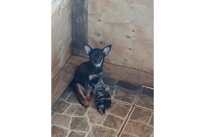 Chihuahua Puerto Rico