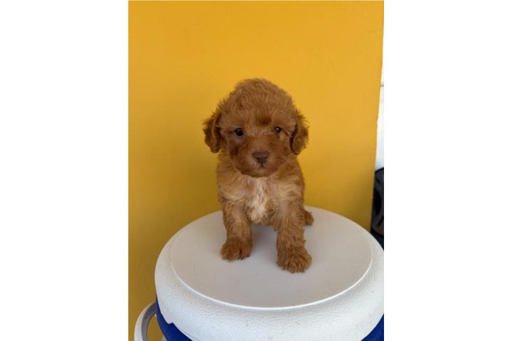 Hermoso Toy Poodle Puerto Rico