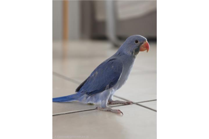 Ringneck Bebe Puerto Rico