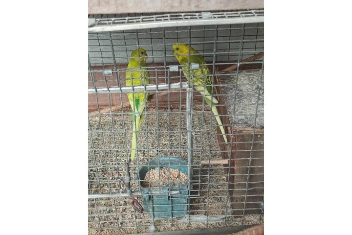 PAREJA DE PERIQUITOS  Puerto Rico