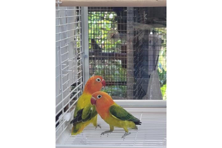 Lovebird Puerto Rico
