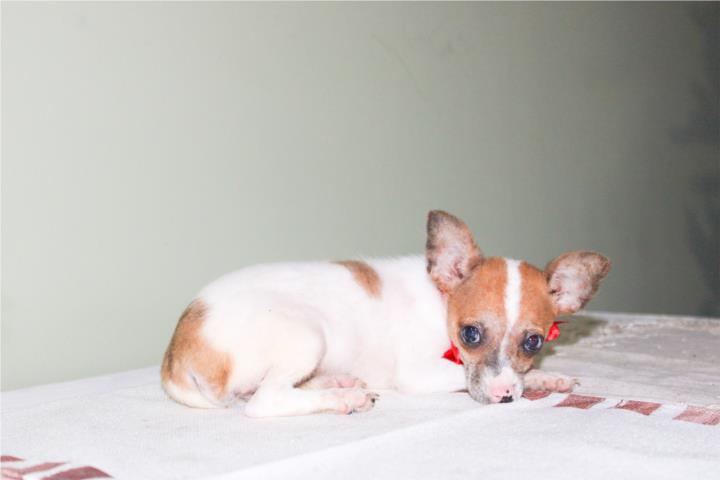 Toy chihuahua hembra Puerto Rico