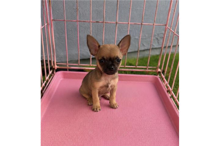 Chihuahua Toy Apple Head Machito   Puerto Rico