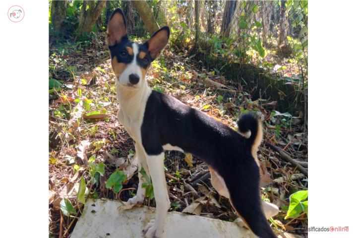 Basenji Puerto Rico