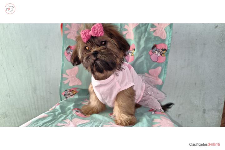 Shih Tzu Puerto Rico