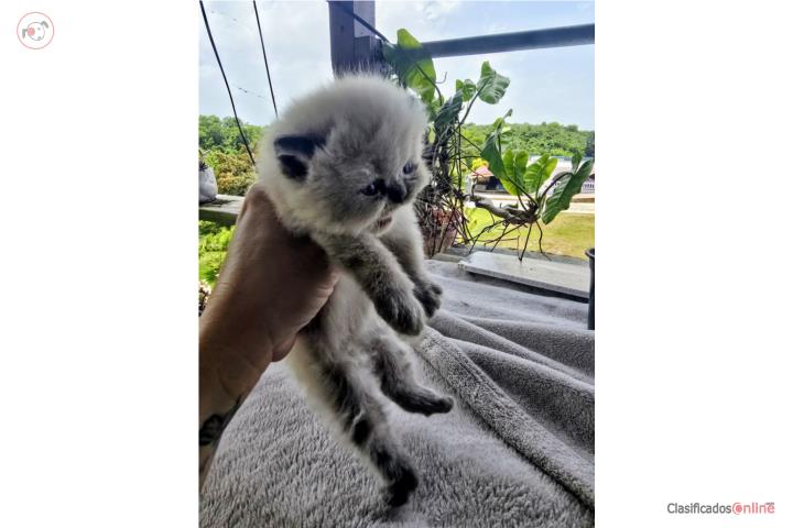 Gatita persa himalaya Puerto Rico