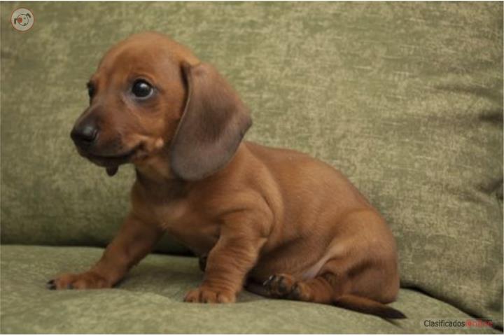 Se venden perritos salchichas Puerto Rico