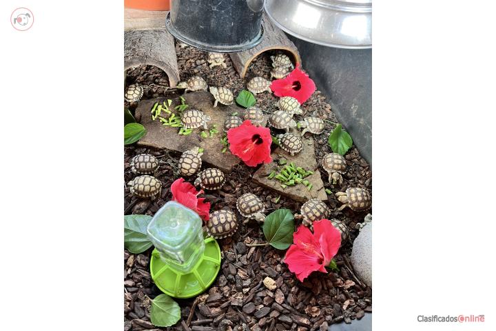 Tortugas Sulcatas Bebes $100 Puerto Rico
