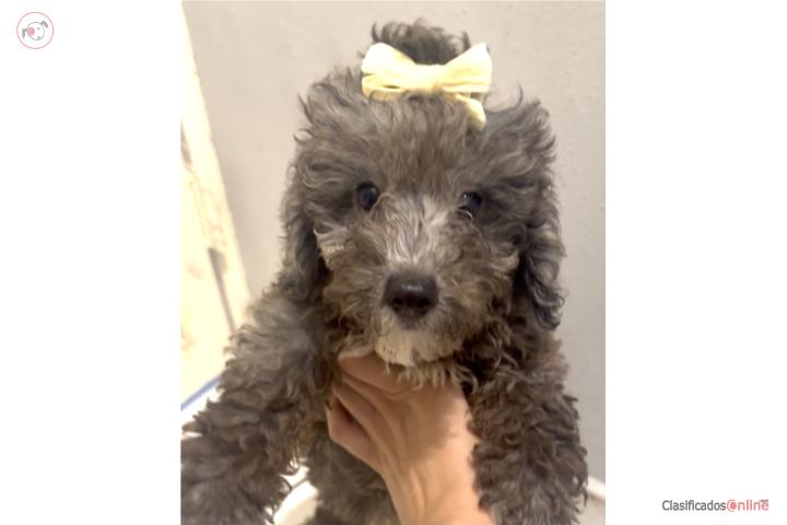 Hermosa Mini bernedoodle GRIS papá poodle Puerto Rico