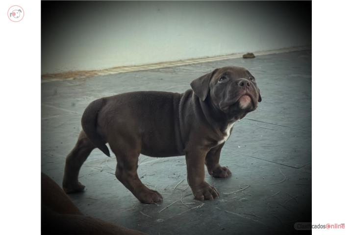 Bully Female  Puerto Rico