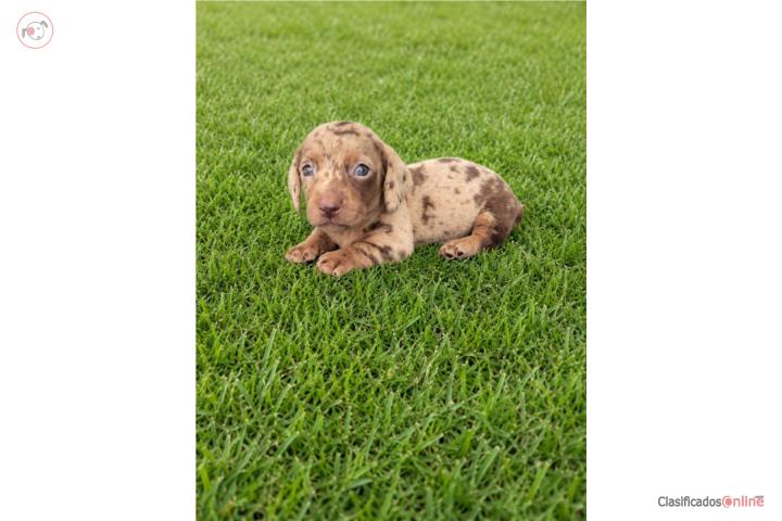 Mini Dachshund / Salchicha Dapple Chocolate  Puerto Rico