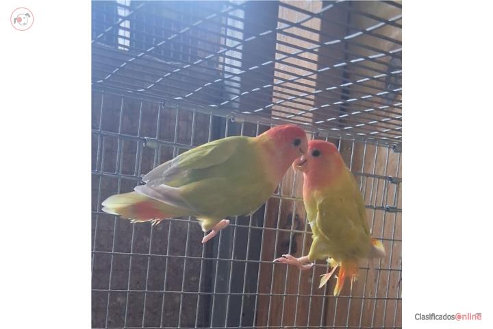 Pareja de lovebir opalina Puerto Rico