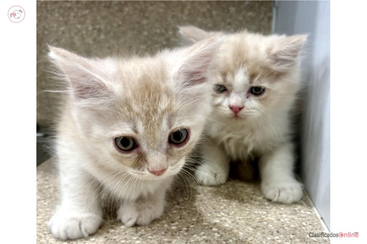 Se venden dos gatos persas Puerto Rico