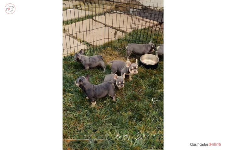 French bulldog camada de 5 Puerto Rico