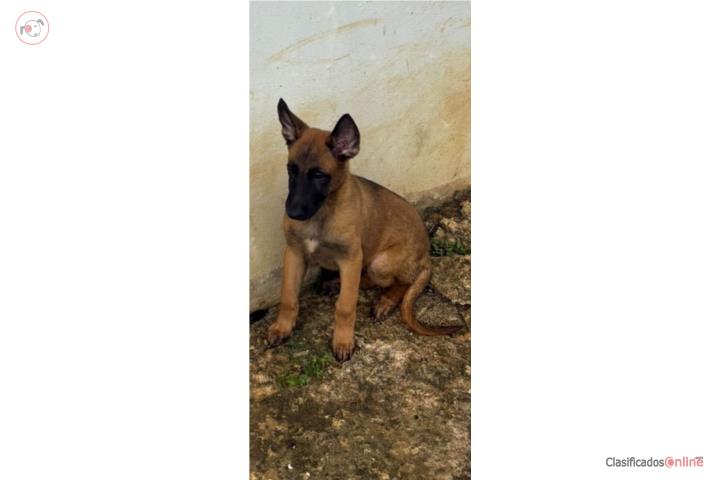 Malinois  Puerto Rico