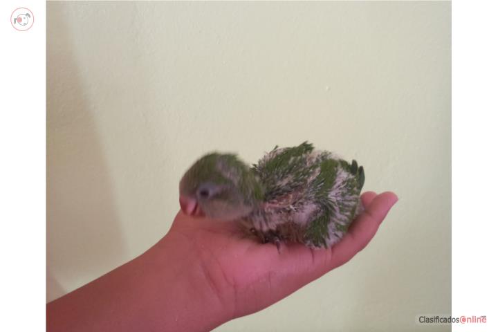 Quaker bebe Puerto Rico