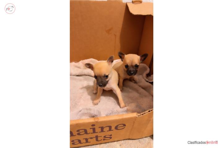 Chihuahua Puerto Rico