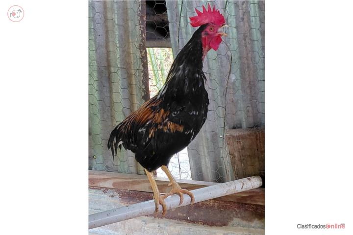 Se vende bolo calandro Puerto Rico