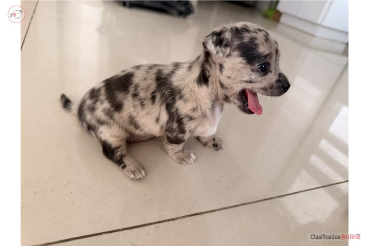 Chihuahua hermosa Apple Head toy Merle $950 Puerto Rico