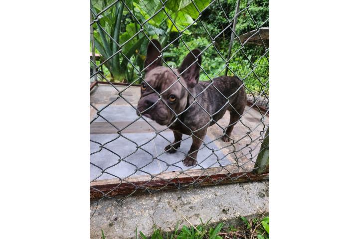 French bulldog adulta Puerto Rico