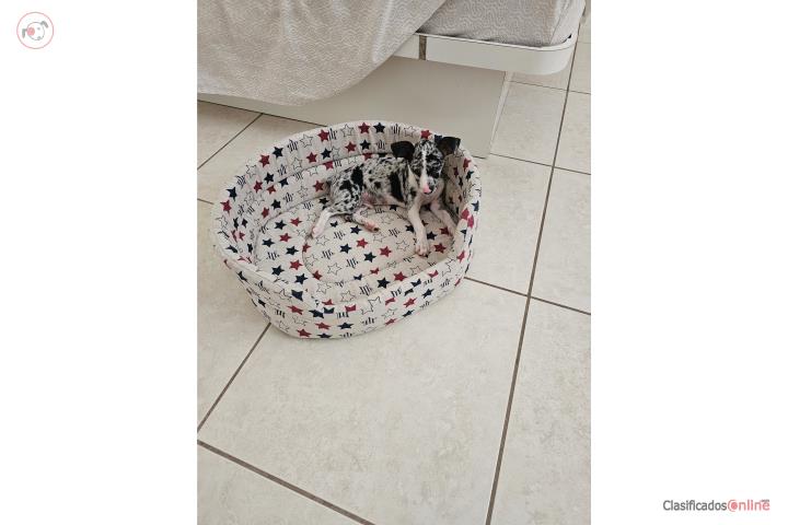 Se vende  Puerto Rico