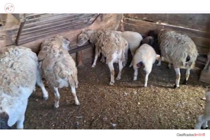 3 Ovejas Dorper Hembra Puerto Rico