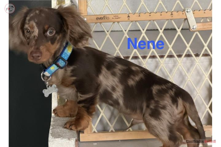 Se vende Dachshund  Puerto Rico