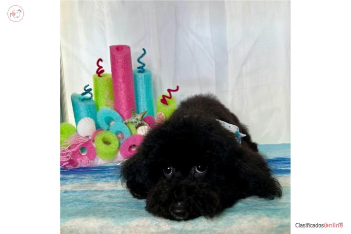 PODDLE PEQUENO  Puerto Rico