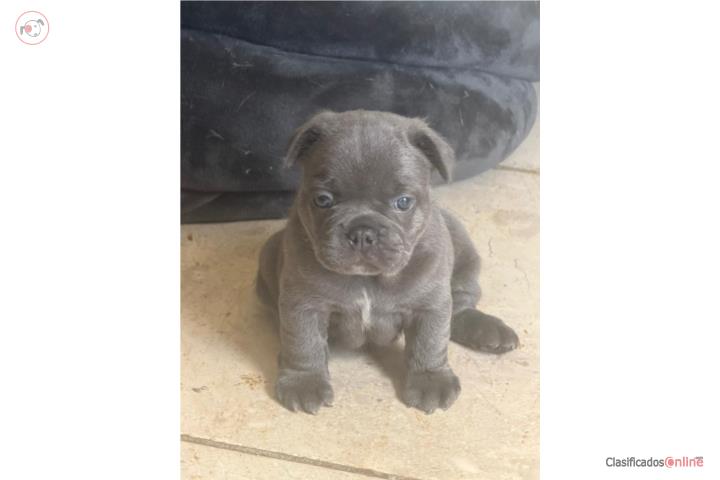 French Bulldog puppies Puerto Rico