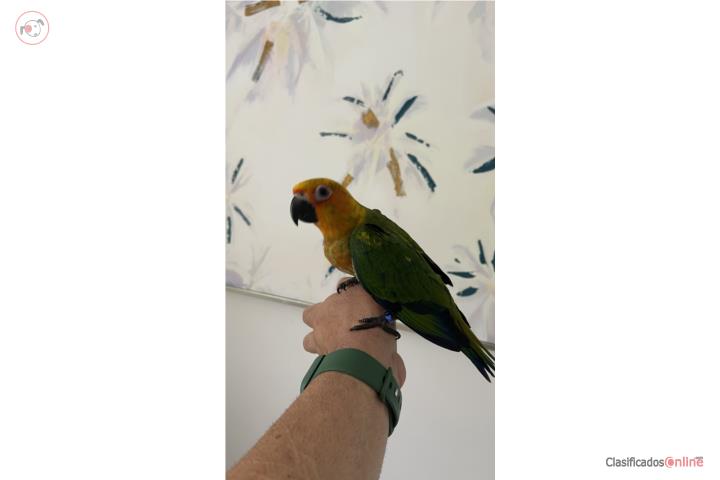 Janday $175 Puerto Rico