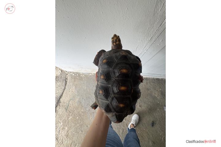 Tortuga RedFoot  Puerto Rico