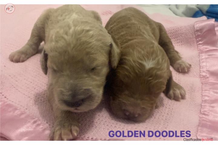 Hermoso Golden doodles nenas  Puerto Rico